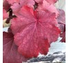 Гейхера Роял Руби (Royal Ruby) C1